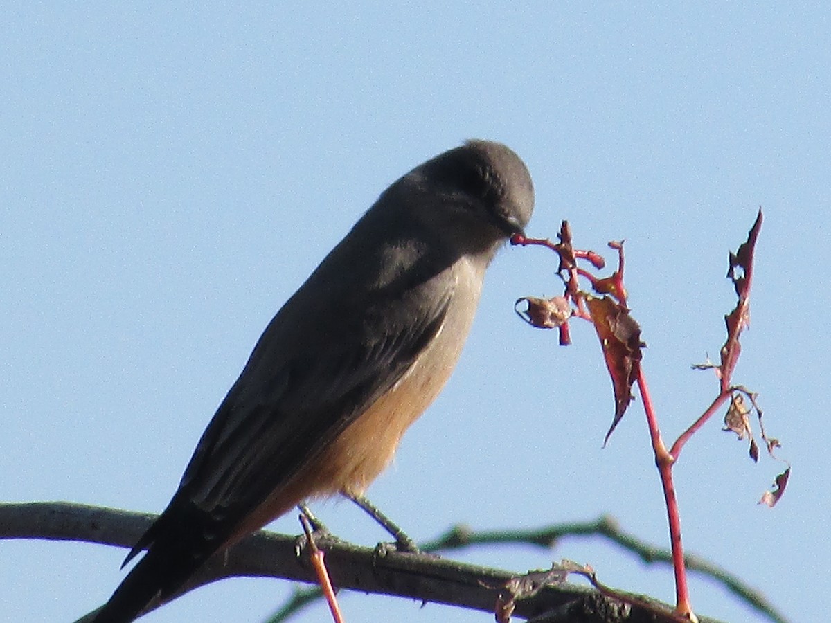 Say's Phoebe - ML643018013