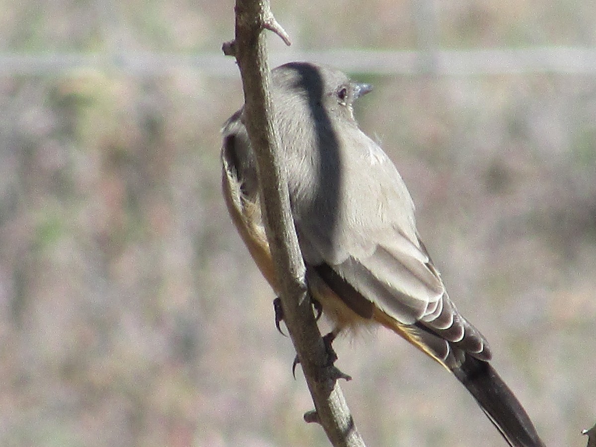 Say's Phoebe - ML643018014