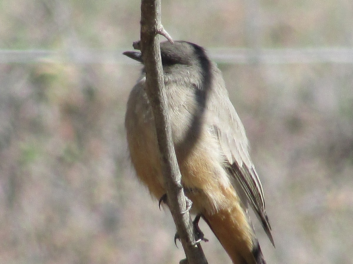 Say's Phoebe - ML643018015