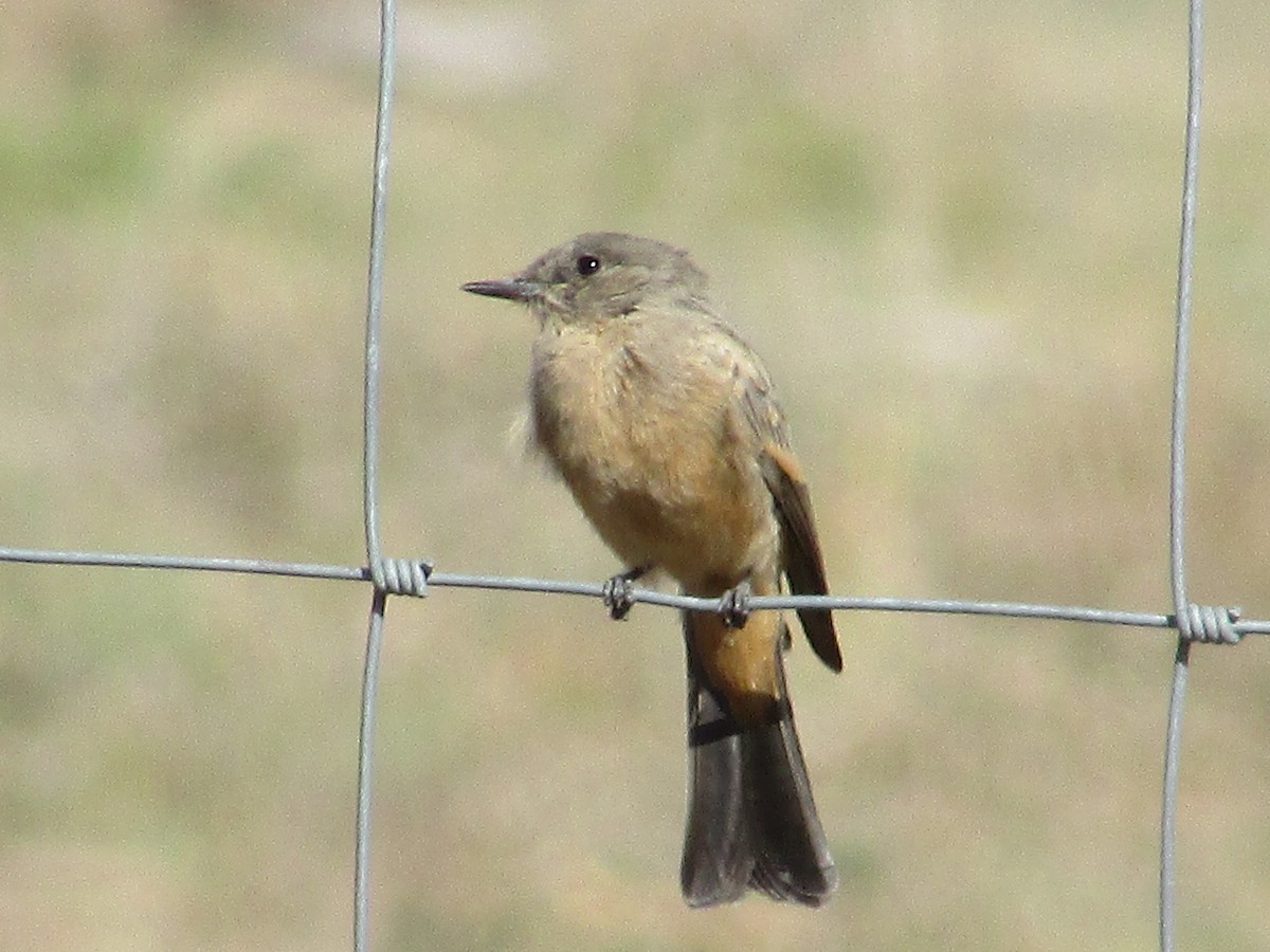 Say's Phoebe - ML643018016