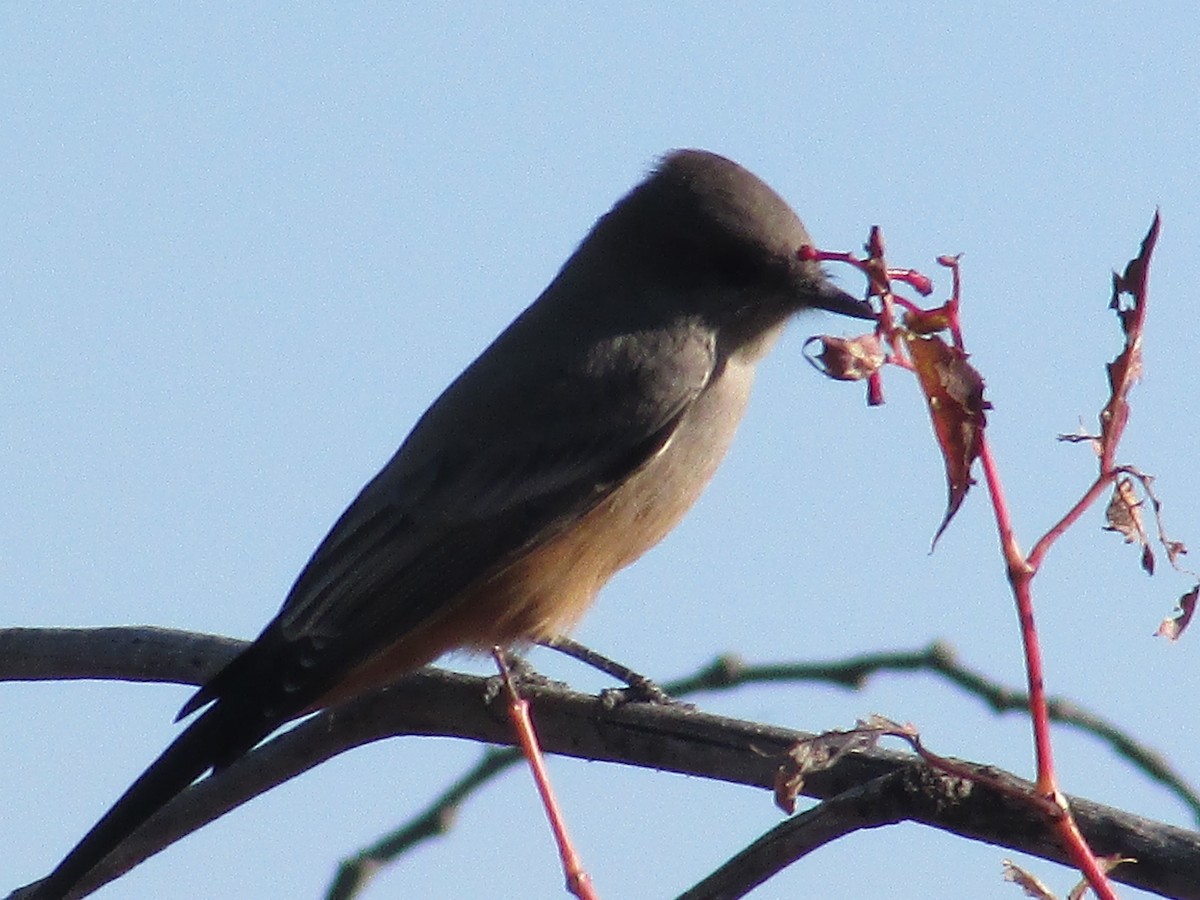 Say's Phoebe - ML643018017