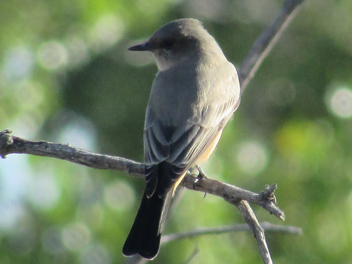 Say's Phoebe - ML643018018