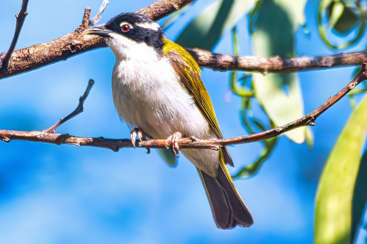 White-throated Honeyeater - ML643018025
