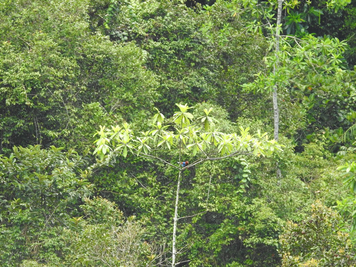 Sri Lanka Blue-Magpie - ML643018030