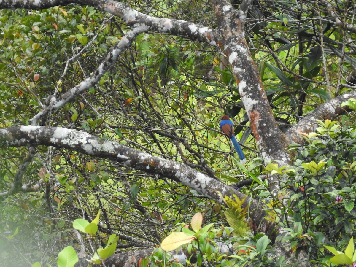 Sri Lanka Blue-Magpie - ML643018031