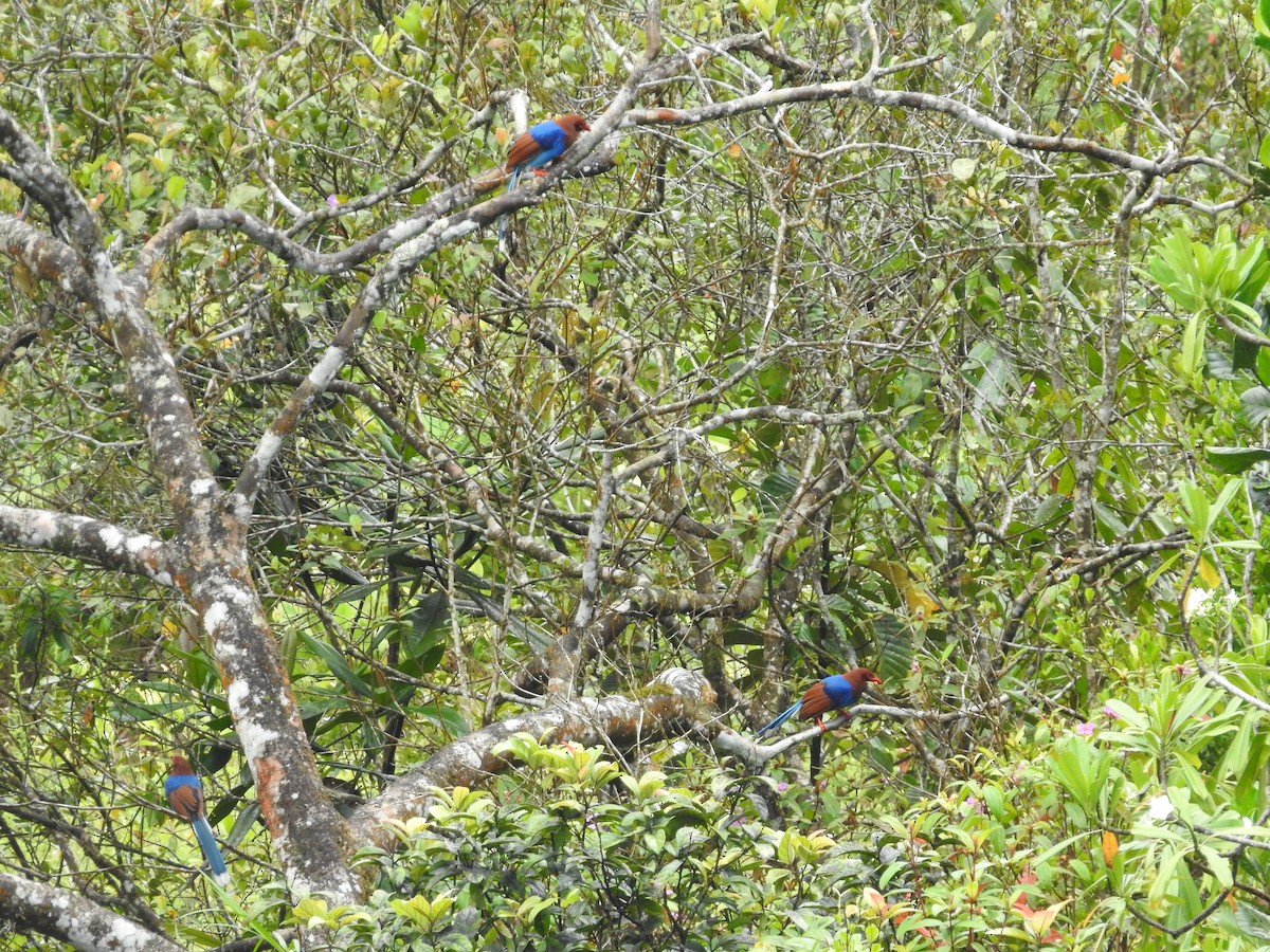 Sri Lanka Blue-Magpie - ML643018032