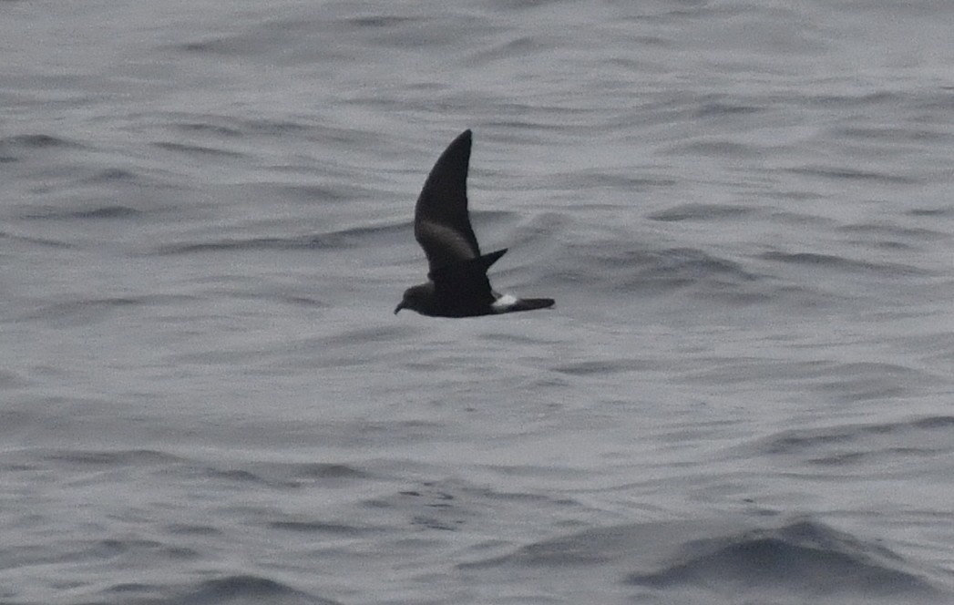 Leach's Storm-Petrel - Zachary Peterson