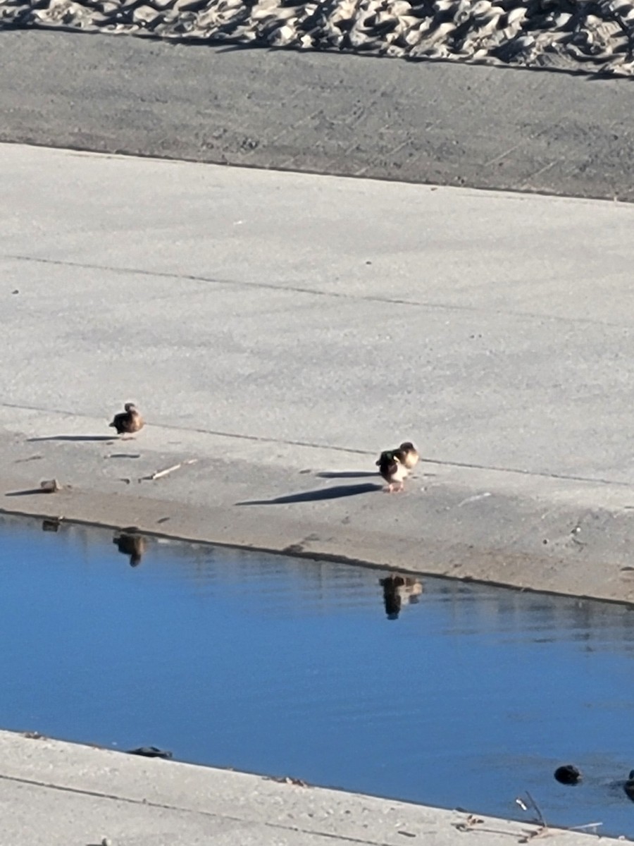 Mallard (Domestic type) - Janelle Bueno