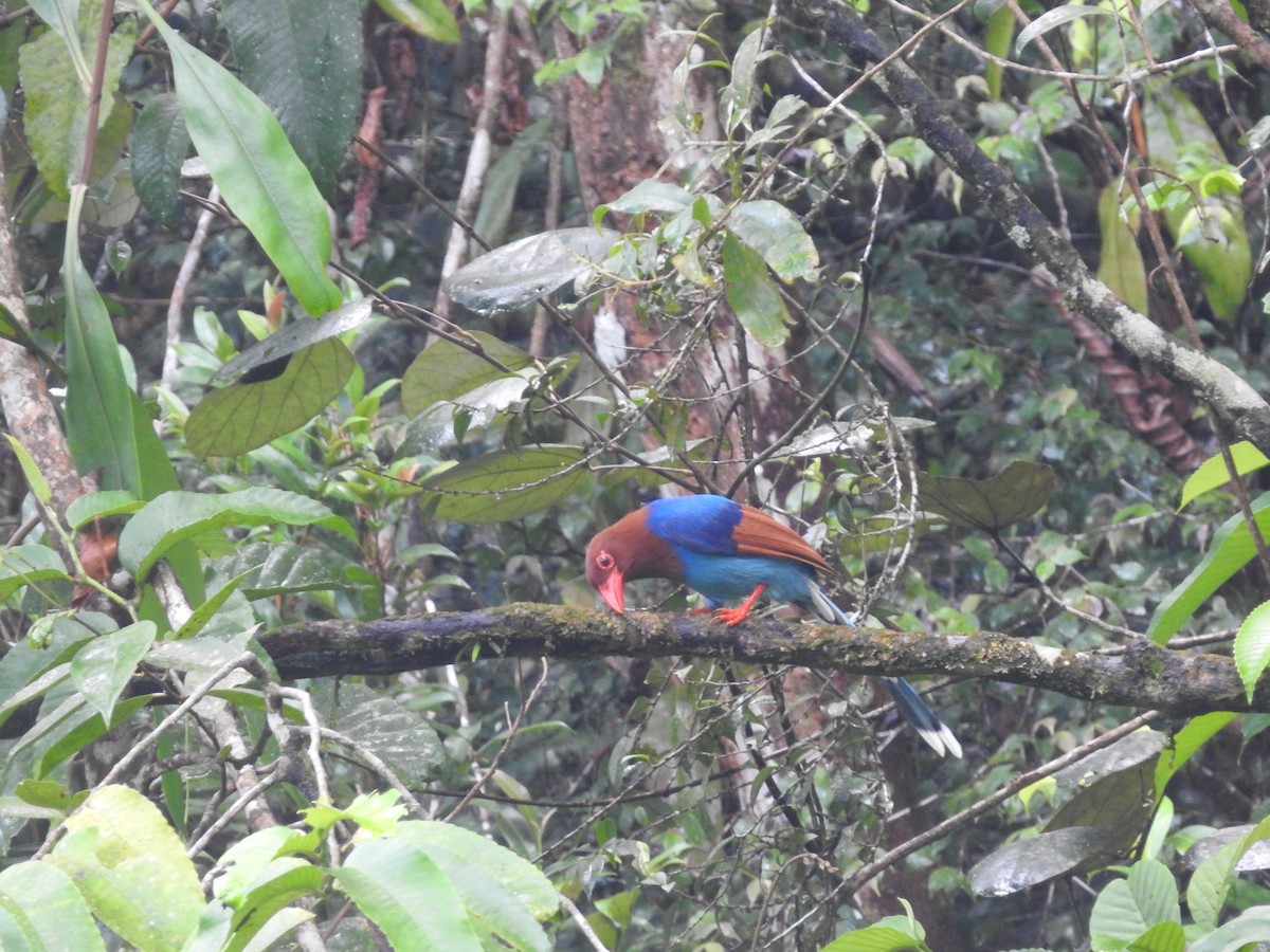 Sri Lanka Blue-Magpie - ML643018095