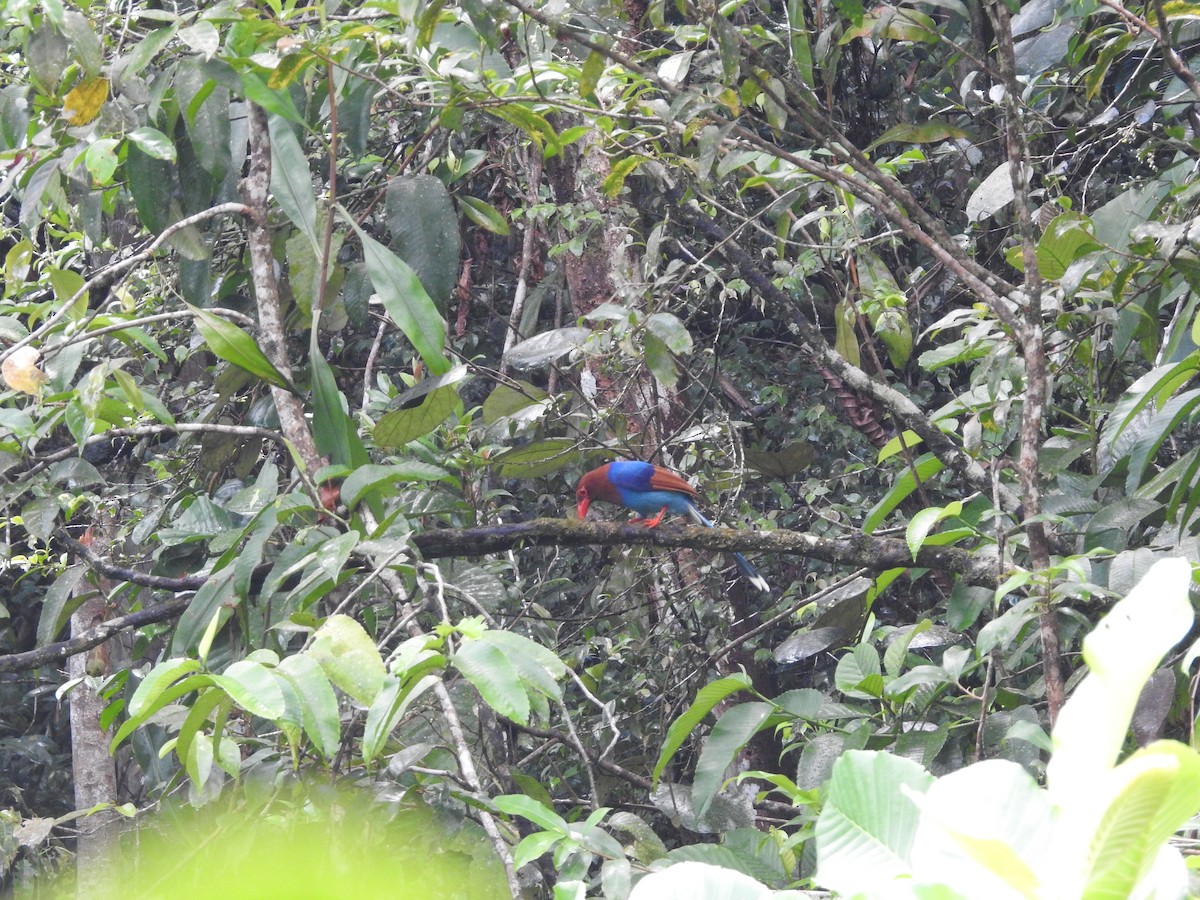 Sri Lanka Blue-Magpie - ML643018096
