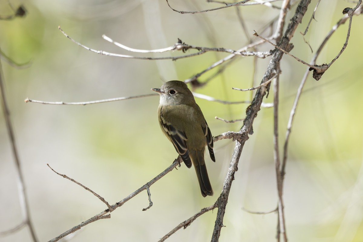Hammond's Flycatcher - ML643018124