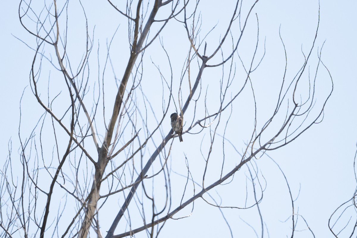 Northern Pygmy-Owl - ML643018141