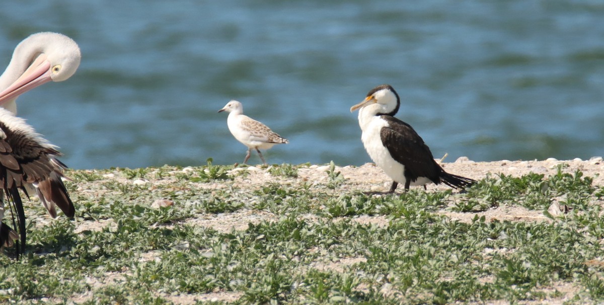 Pied Cormorant - ML643018159