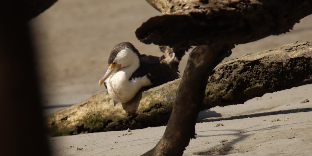 Pied Cormorant - ML643018160