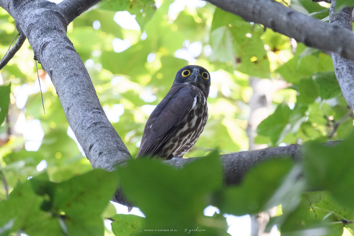 Northern Boobook - ML643018177