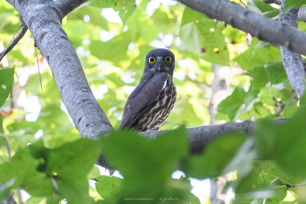 Northern Boobook - ML643018178