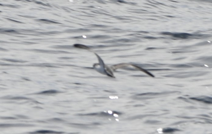 Barolo Shearwater - ML643018203