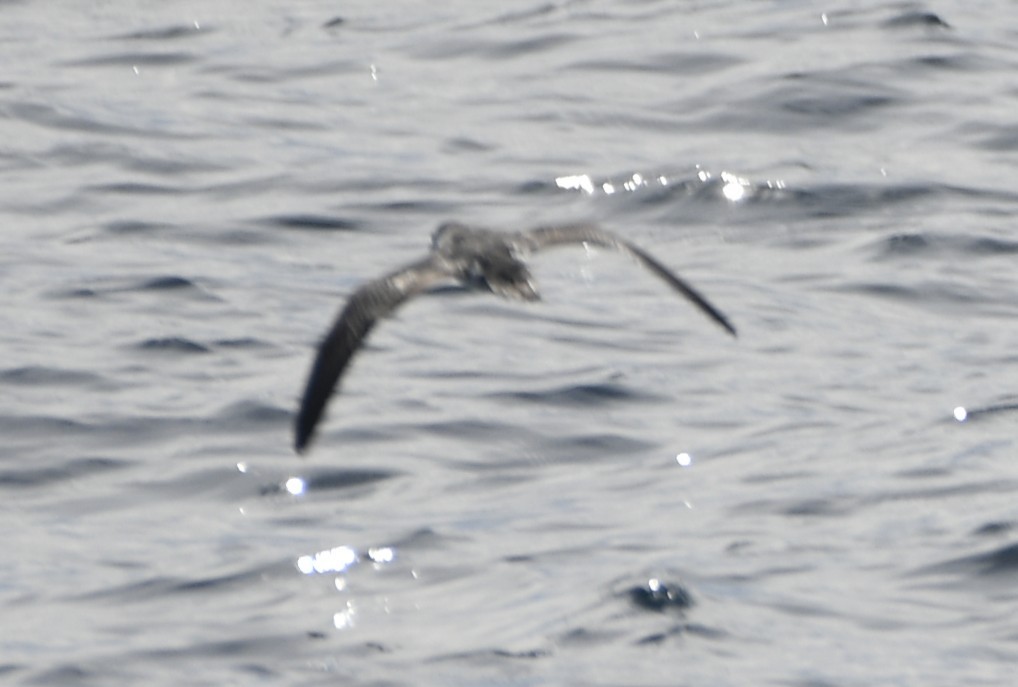 Barolo Shearwater - ML643018204
