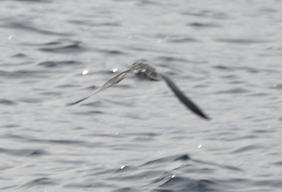 Barolo Shearwater - ML643018205