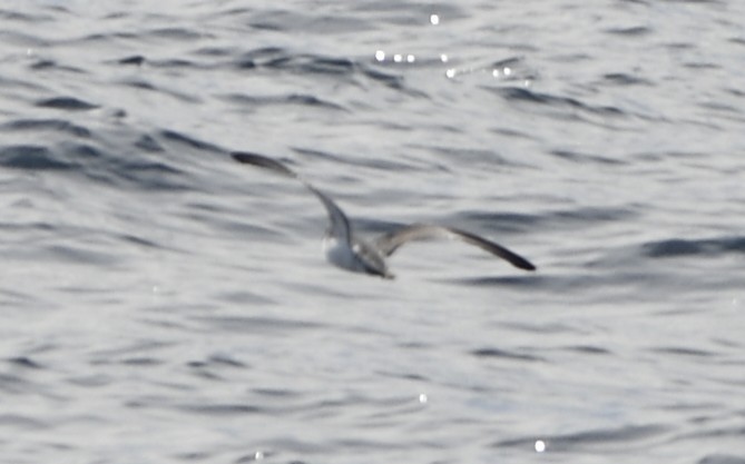 Barolo Shearwater - ML643018206