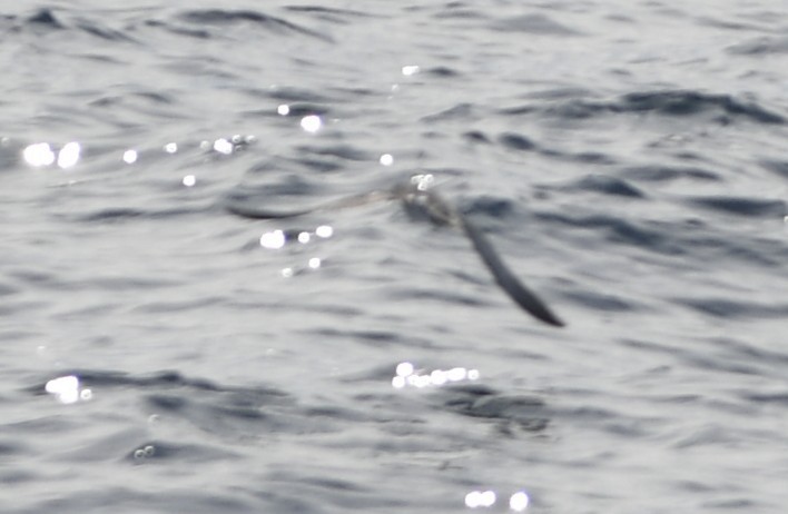 Barolo Shearwater - ML643018207