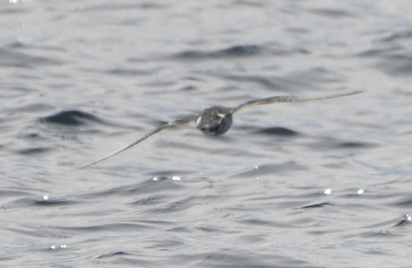Barolo Shearwater - ML643018208