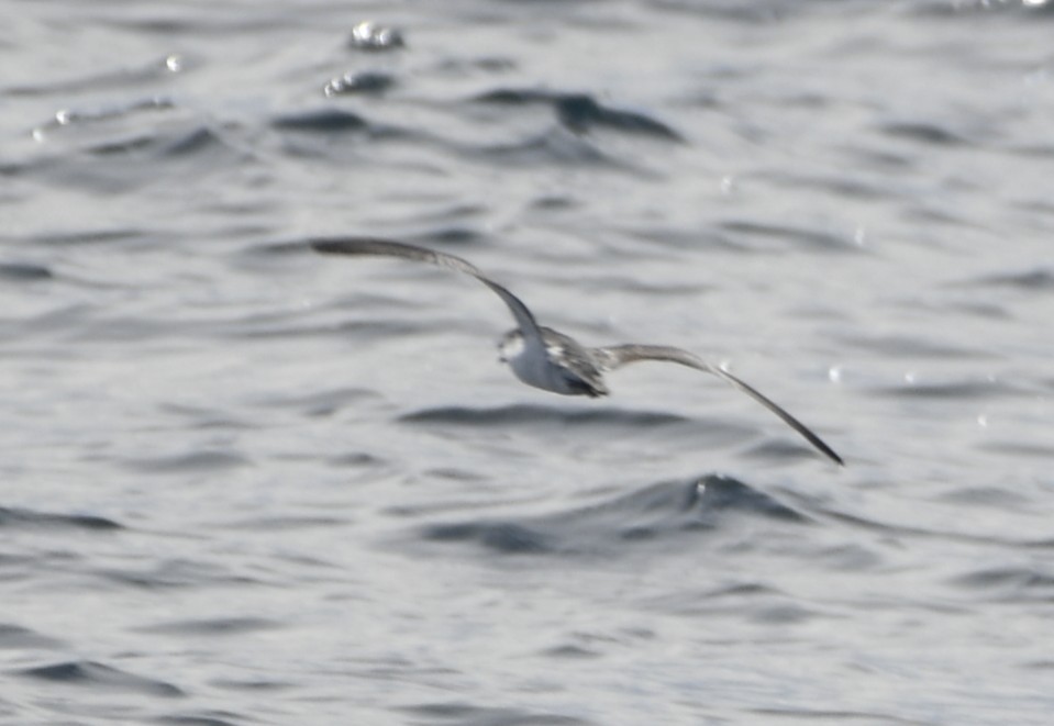 Barolo Shearwater - ML643018209