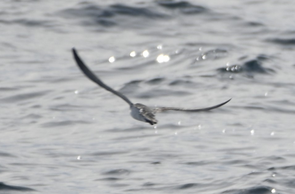 Barolo Shearwater - ML643018210