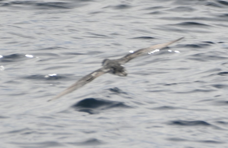 Barolo Shearwater - ML643018214