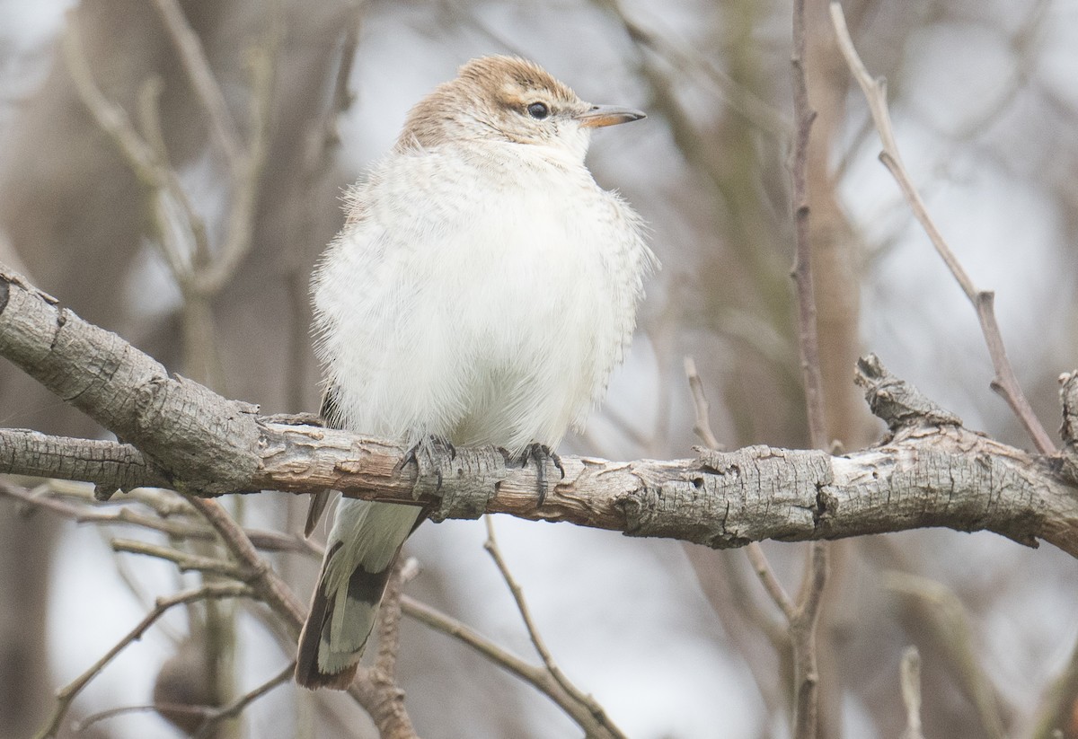 White-winged Triller - ML643018244