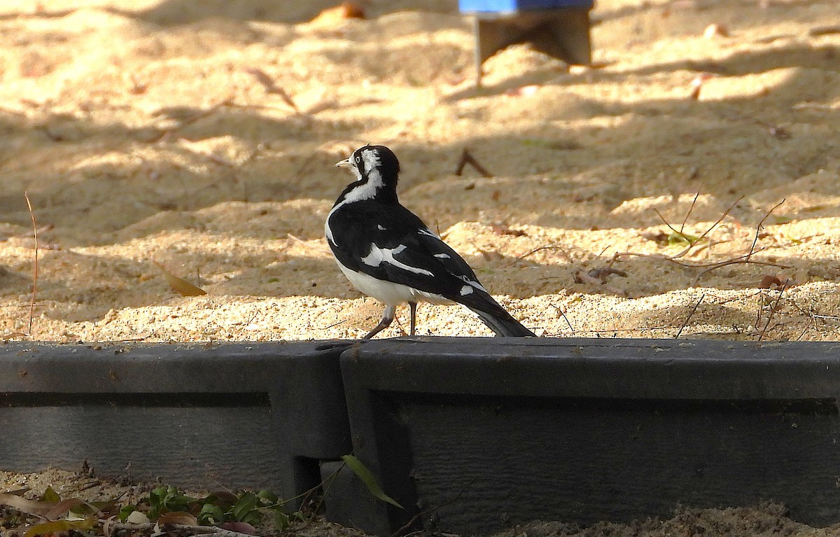 Magpie-lark - ML643018245