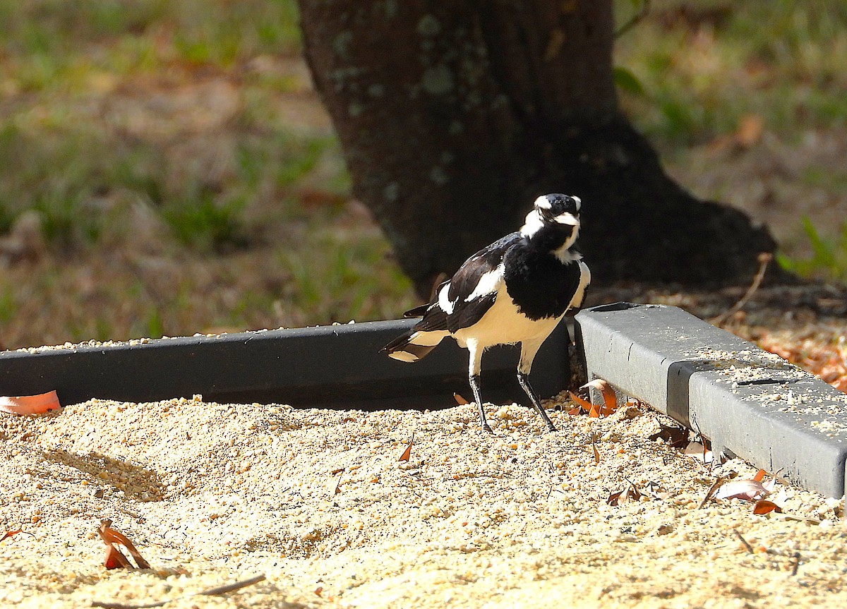 Magpie-lark - ML643018249