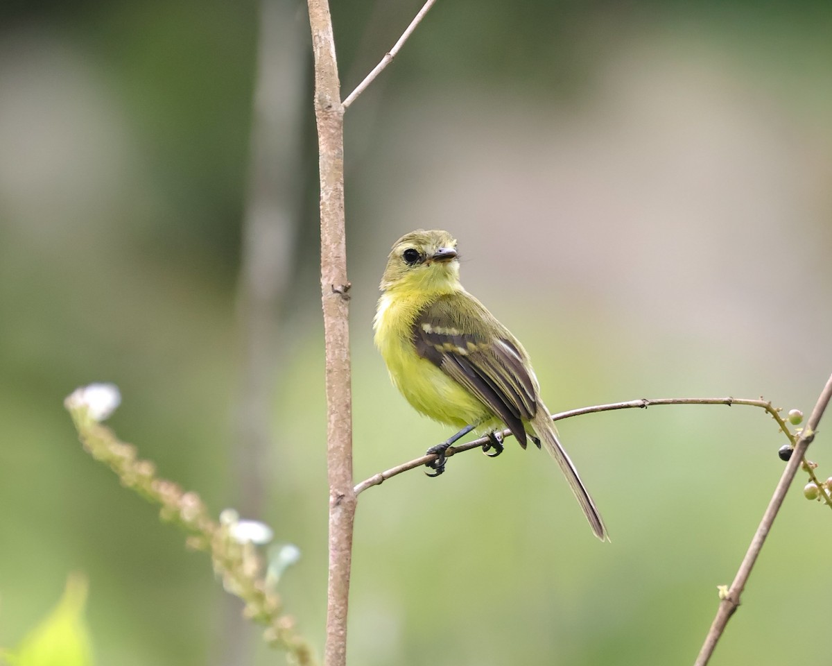Yellow Tyrannulet - ML643018257