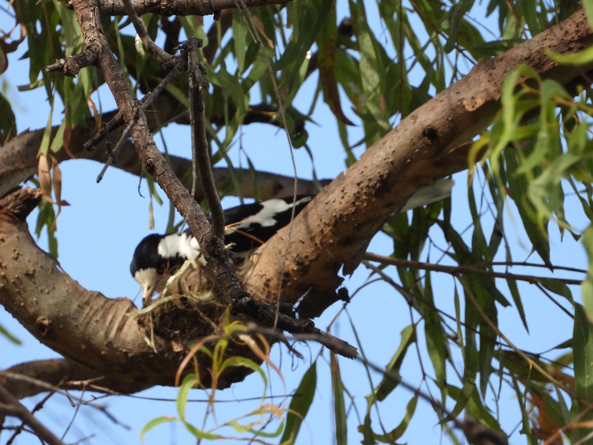 Magpie-lark - ML643018258