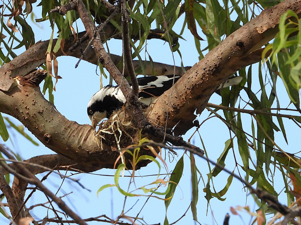 Magpie-lark - ML643018260