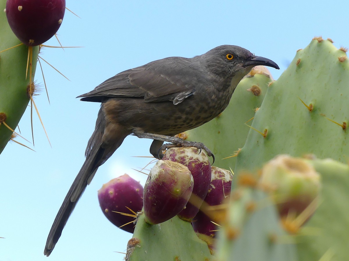 Curve-billed Thrasher - ML643018263
