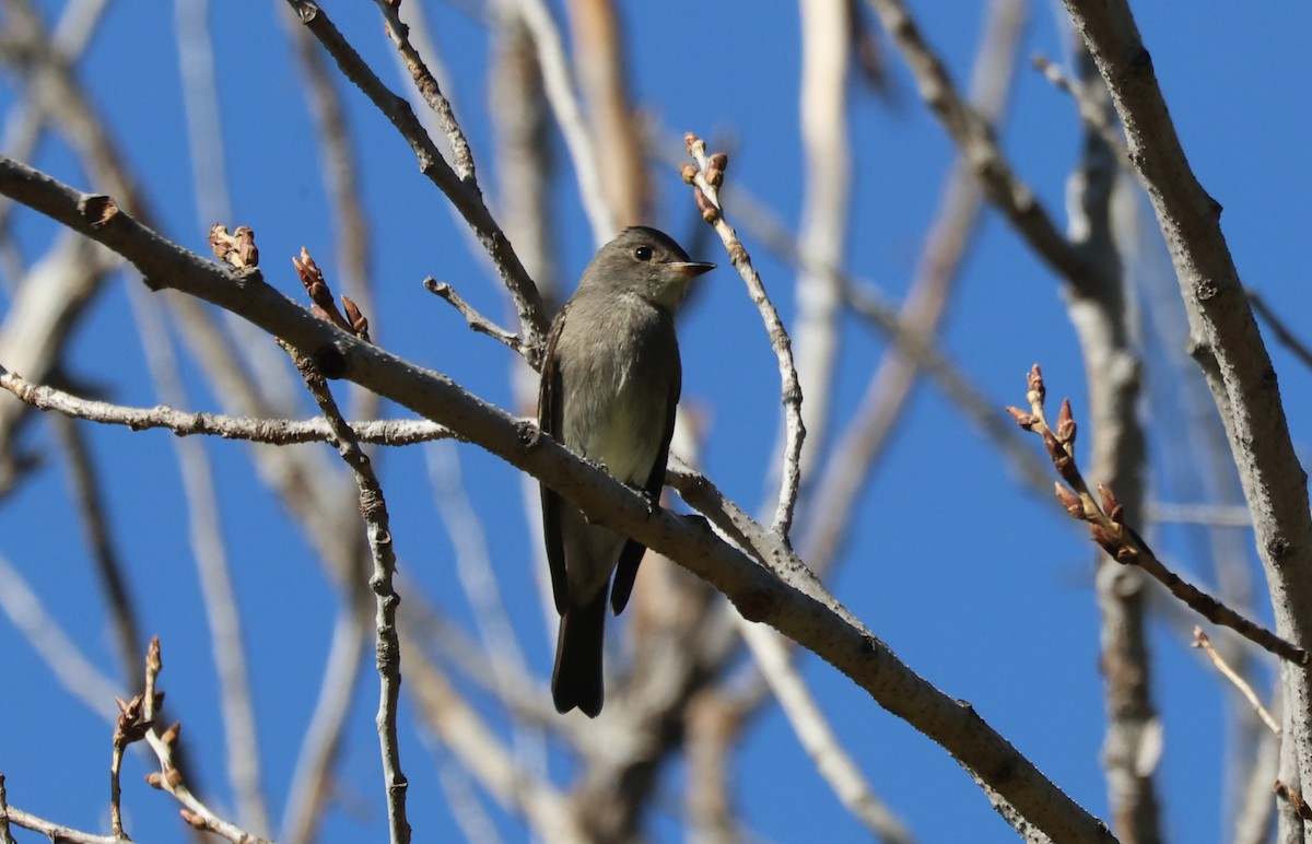 Western Wood-Pewee - ML643018264