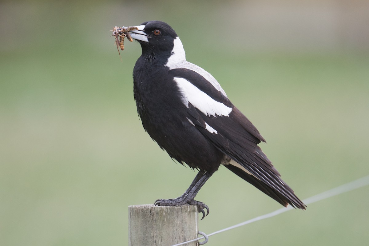 Australian Magpie - ML643018269