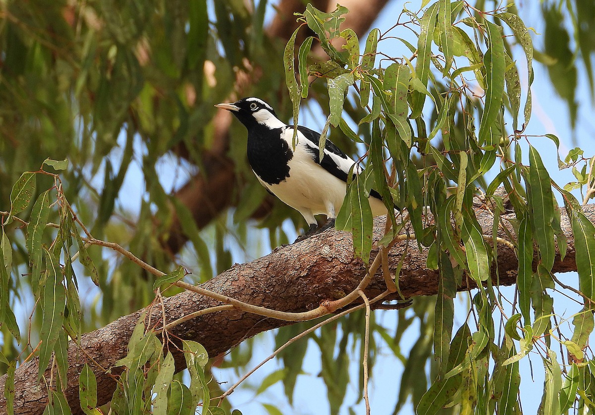Magpie-lark - ML643018270