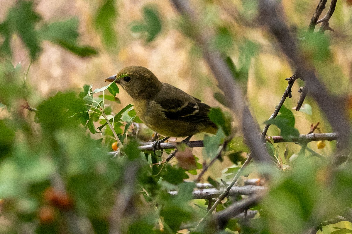 Western Tanager - ML643018271