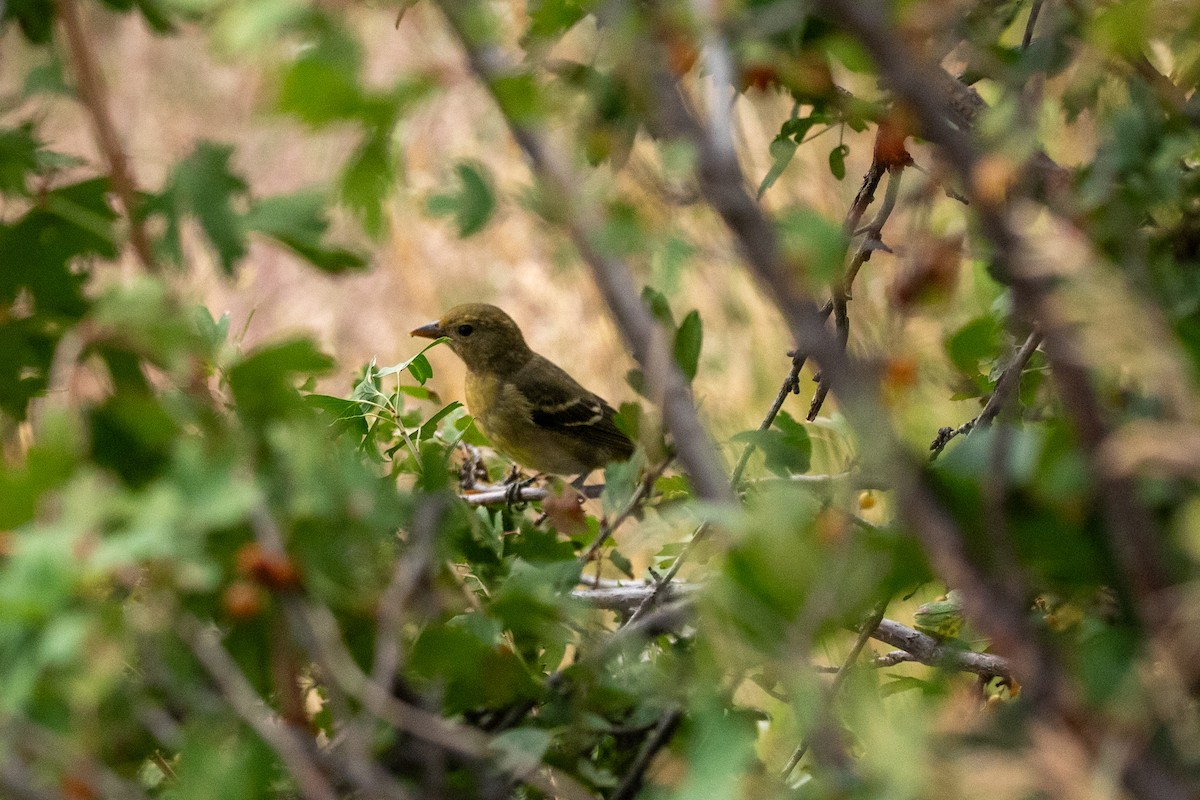 Western Tanager - ML643018272