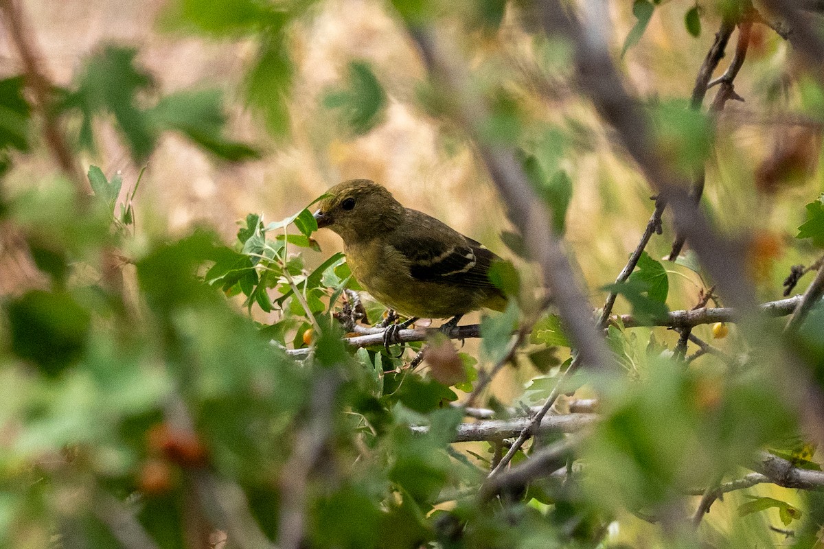 Western Tanager - ML643018273