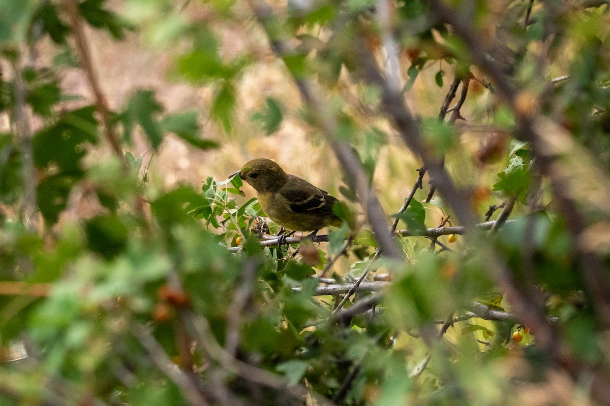 Western Tanager - ML643018274