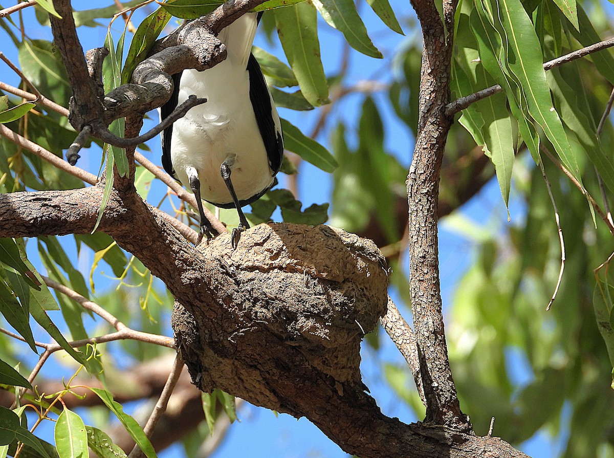 Magpie-lark - ML643018275