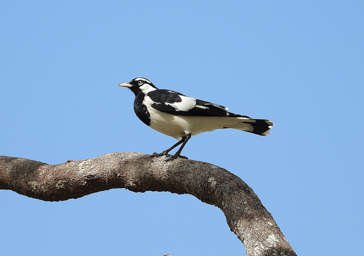 Magpie-lark - ML643018276