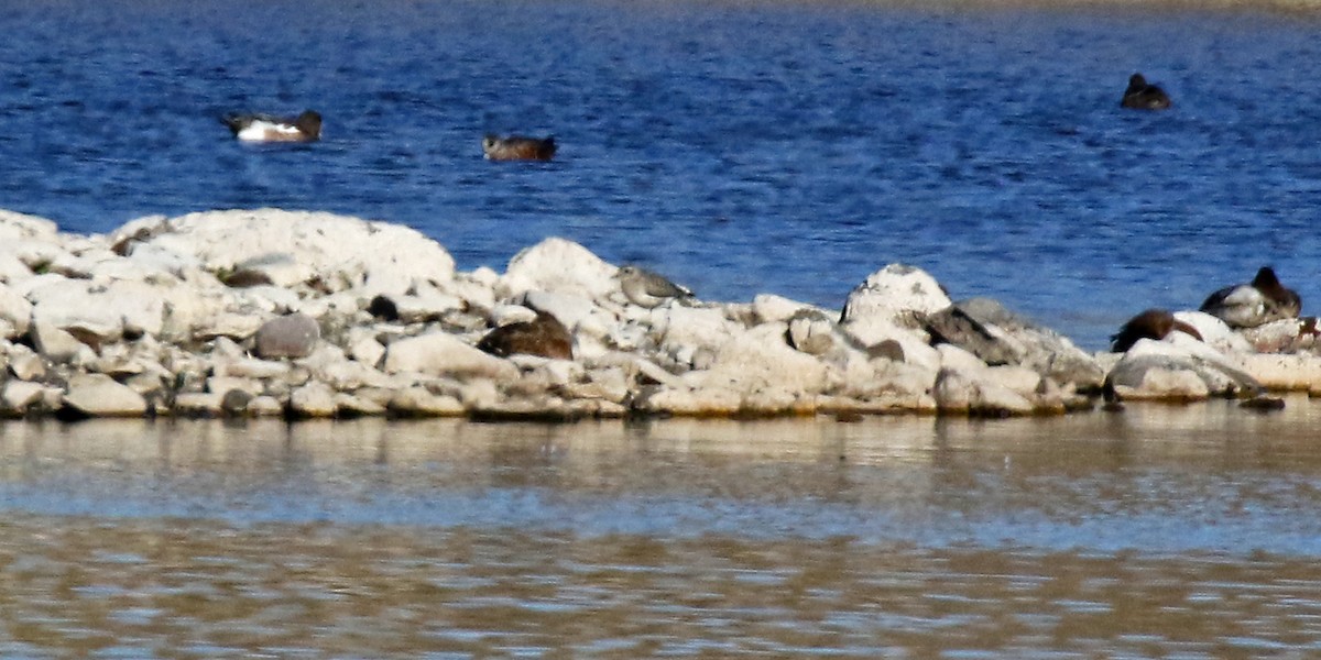 Black-bellied Plover - ML643018279