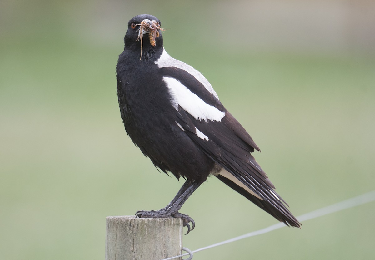 Australian Magpie - ML643018280