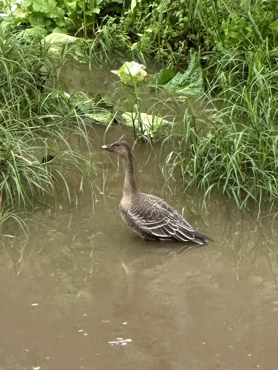 Tundra Bean-Goose - ML643018289