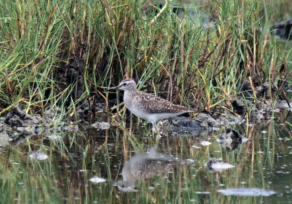 Wood Sandpiper - ML643018290