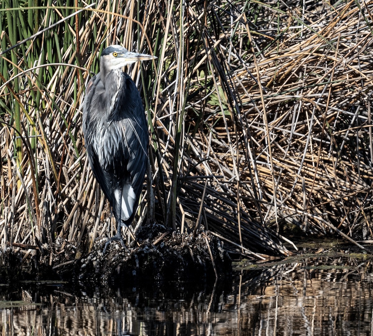 Great Blue Heron - ML643018299